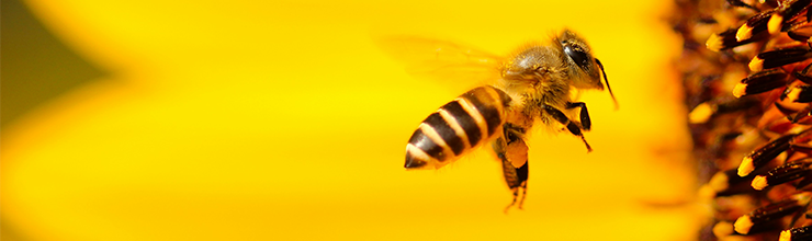 BeePromoAltText